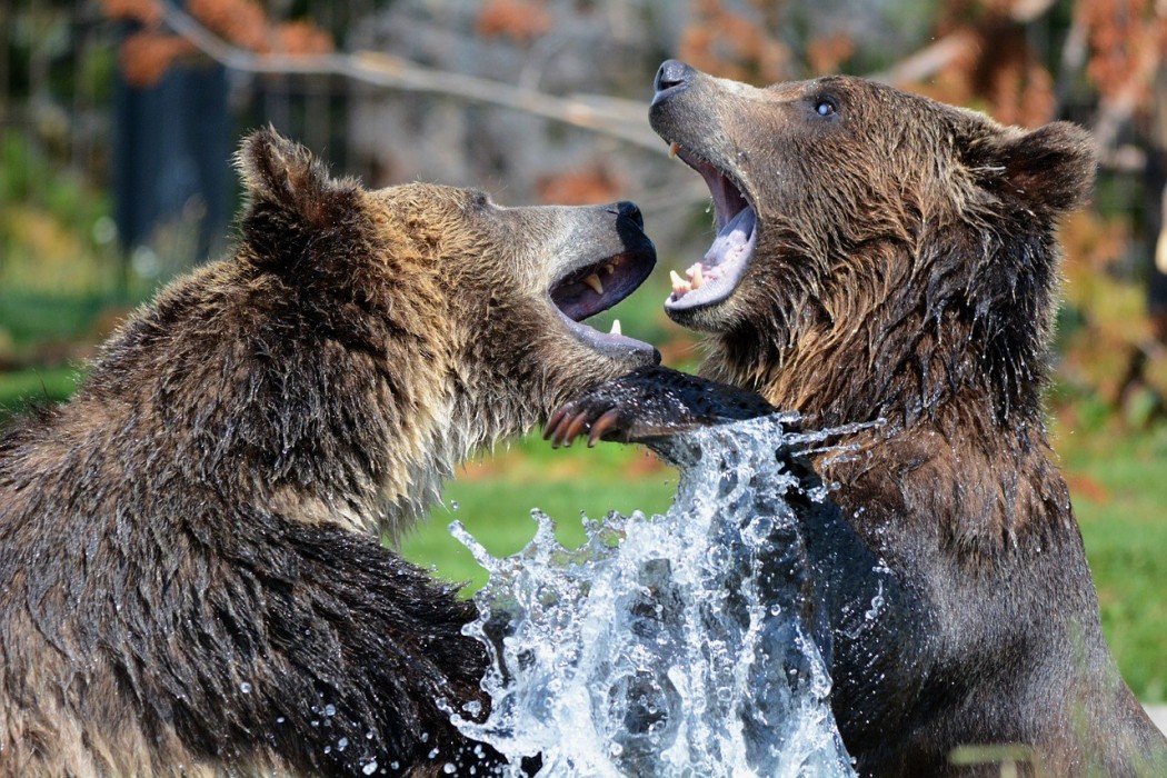 Rencontre avec les ours ok corral