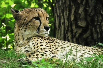 Les talents naturels, socle du plaisir d'agir, de l'assurance et de l'estime de soi