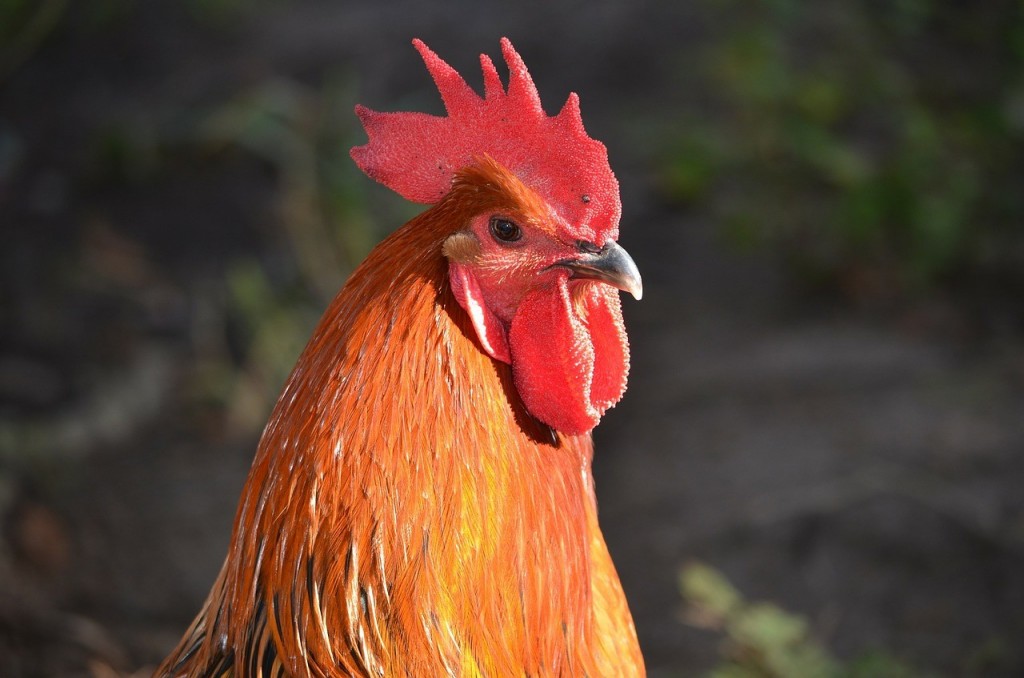 Le COQ outil pour les procrastinations légères