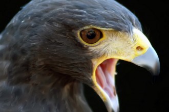 comprendre le rôle de la colère, parfois salutaire, parfois signe d''un besoin d'affirmation de soi