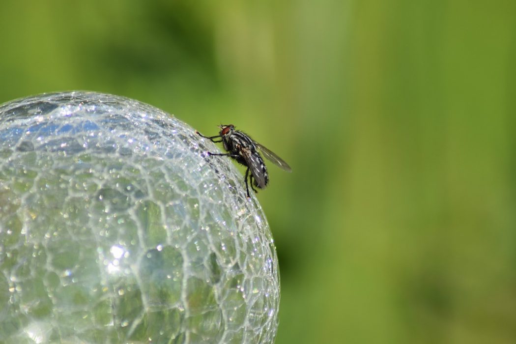 La lecture de pensée, sport hybride entre mouche du coche et boule de cristal!