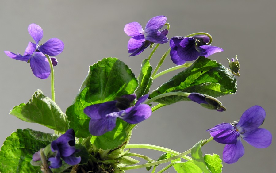 les doigts en bouquet de violettes, c'est mieux que la rate au court bouillon