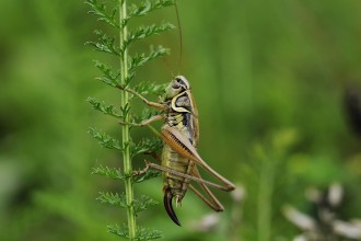 Accueillir l'émotion avec bienveillance pour mieux lentendre et la comprendre