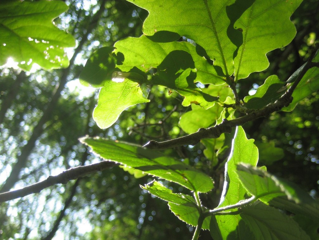 Le bain de forêt, sous forme de balade tranquille, a bien de vertus pour l'humeur, la santé et la créativité