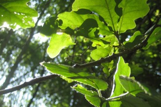 Le bain de forêt, sous forme de balade tranquille, a bien de vertus pour l'humeur, la santé et la créativité