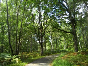 La foret est un anti stress puissant