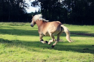 quand on modifie un comportement, le naturel revient-il au galop?