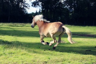 quand on modifie un comportement, le naturel revient-il au galop?