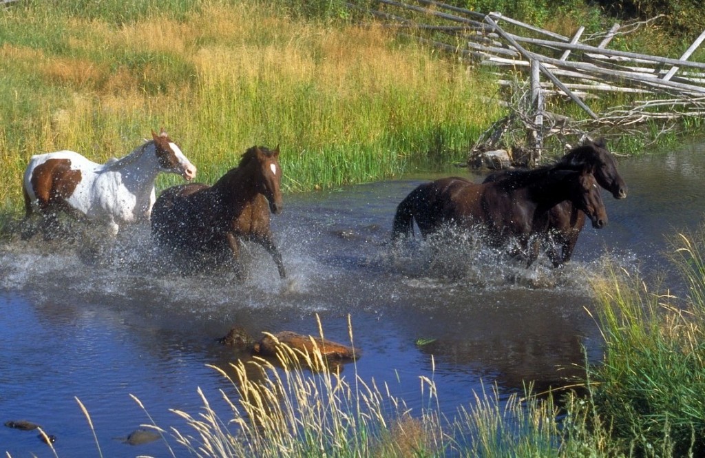 Modifier un comportement: c'est en amenant 50 fois le cheval à la rivière qu'on lui fera traverser le gué