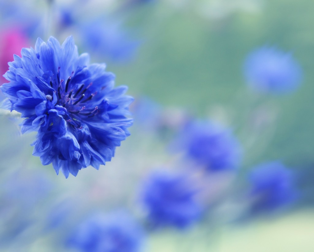 le bleueut symbole d'humilité devrait admettre qu'il est avant tout une sacrée jolie fleur