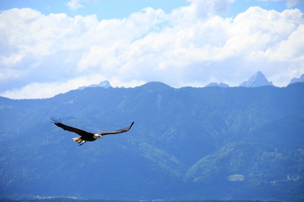 C'est quand l'aigle se tait qu'il trouve sa vraie nature et peut prendre son envol