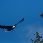 estime de soi l'aigle en chacun de nous