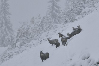 On rebondit mieux à plusieurs