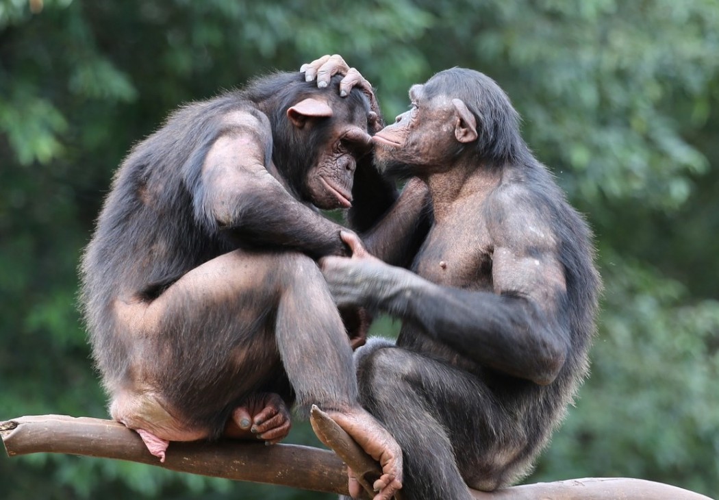 Comme les primates, notre nature est d'être empathiques et solidaires