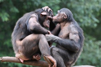 Comme les primates, notre nature est d'être empathiques et solidaires