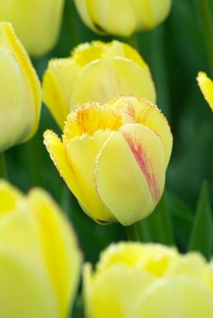 S'envoyer des fleurs plutôt que des scuds