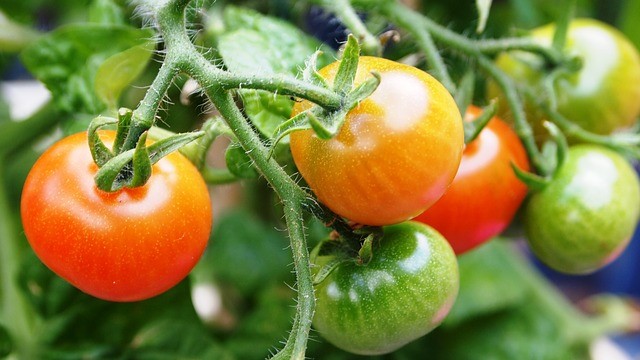 efficacité sauce tomate: définir des plages horaires