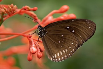 Nos réactions émotionnelles sont révélatrices de talents naturels insoupçonnés