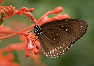 Nos réactions émotionnelles sont révélatrices de talents naturels insoupçonnés