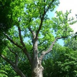 s'éloigner de son arbre 