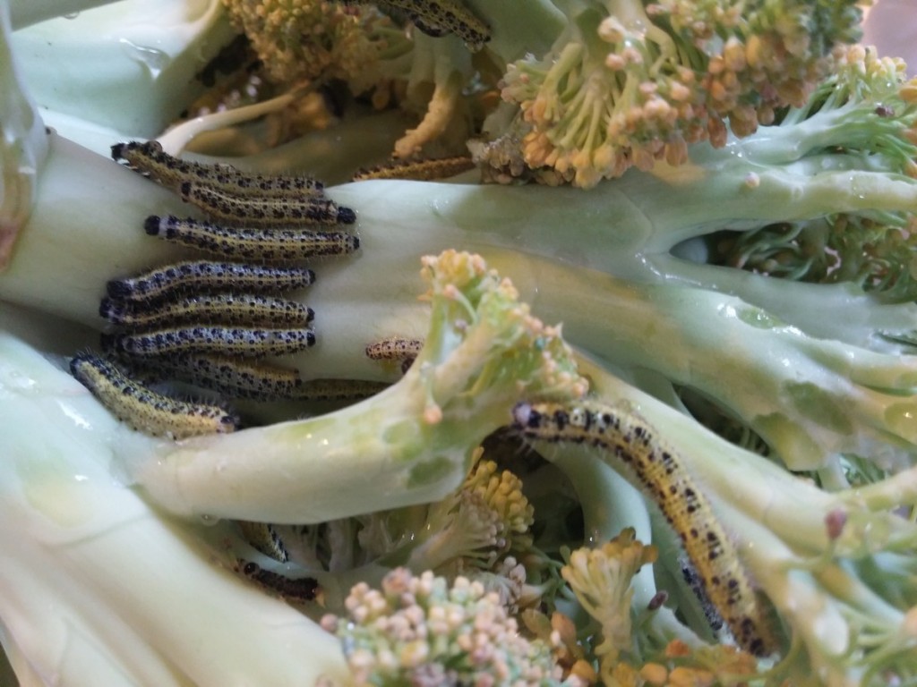 survie abrutis chenille brocoli