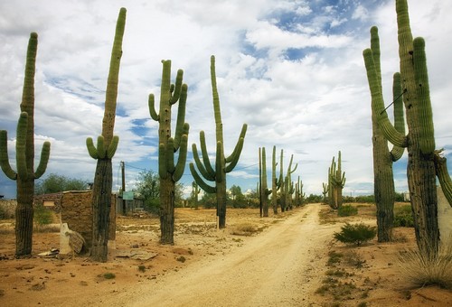 les cactus du réalisme empêchent les chemins sinueux de la recovnersion