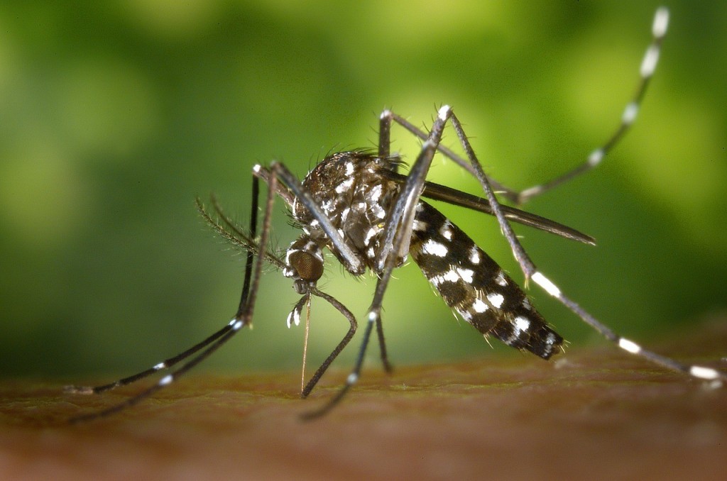 écraser le moustique saigneurs des marais qui vient s'approprier votre travail