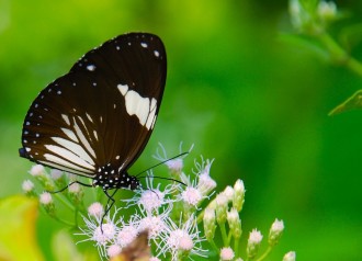 passer du temps dans la nature préserve la santé mentale et améliore la créativité