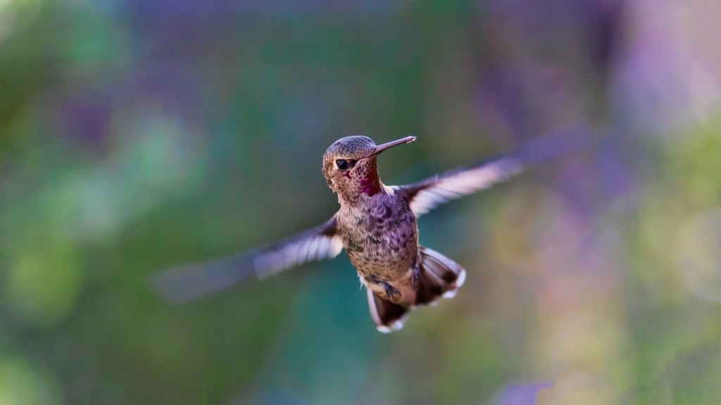 L'impatience peut donner des ailes