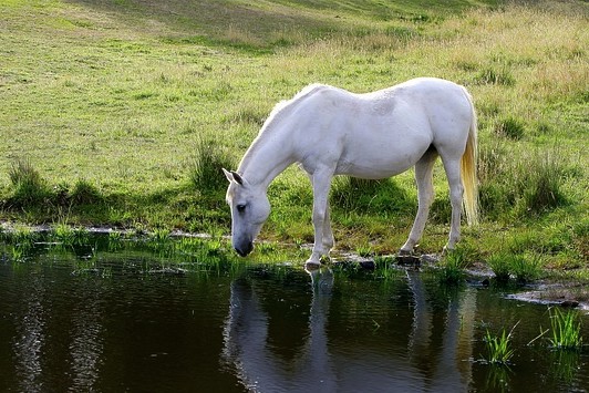 cheval rivière