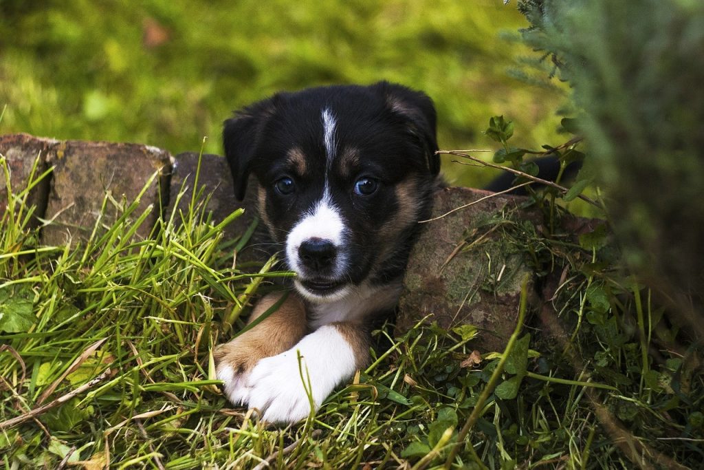 Choisir un intermédiaire pour entrer en covnversation avec un inconnu: le chien, intermédiaire idéal: 