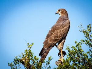 comprendre nos mécanismes d'attention et d'inattention