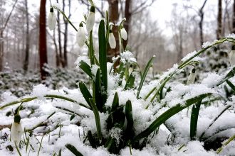 Redécouvrons le perce-neige tapi au fond de nous: les qualités et ressources qui l'aident à émerger du froid et de la terre gelée