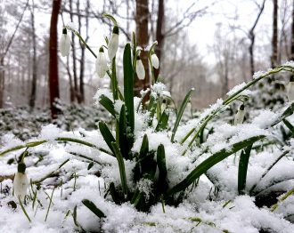 Redécouvrons le perce-neige tapi au fond de nous: les qualités et ressources qui l'aident à émerger du froid et de la terre gelée