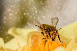 La désorganisation peut aussi être heureuse et fructueuse, agréable et productive