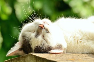 Le manque de sommeil a des effets colossaux sur la santé et les fonctions cognitives