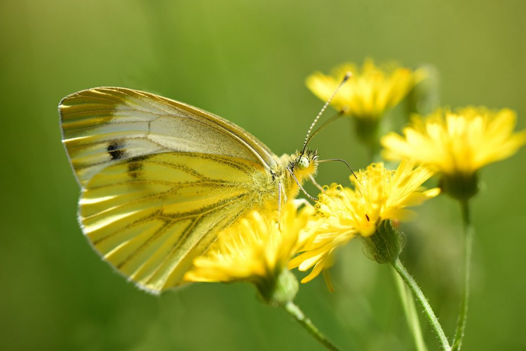 Biodiversité émotionnelle: la philosophie du pissenlit