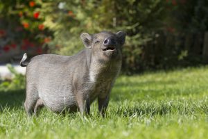 Mavaises odeurs corporelles: Tous les cochons ne sont pas des porcs!