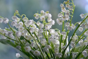 Le muguet, cette plante toxique à fuir absolument, comme les personnes toxiques!