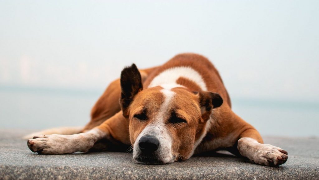 Malheureusement trop associée à de la fainéantise, de la négligence ou de la nonchalance, la procrastination a pourtant beaucoup de choses à nous dire sur nous-même et notre rapport aux tâches que nous peinons à effectuer.